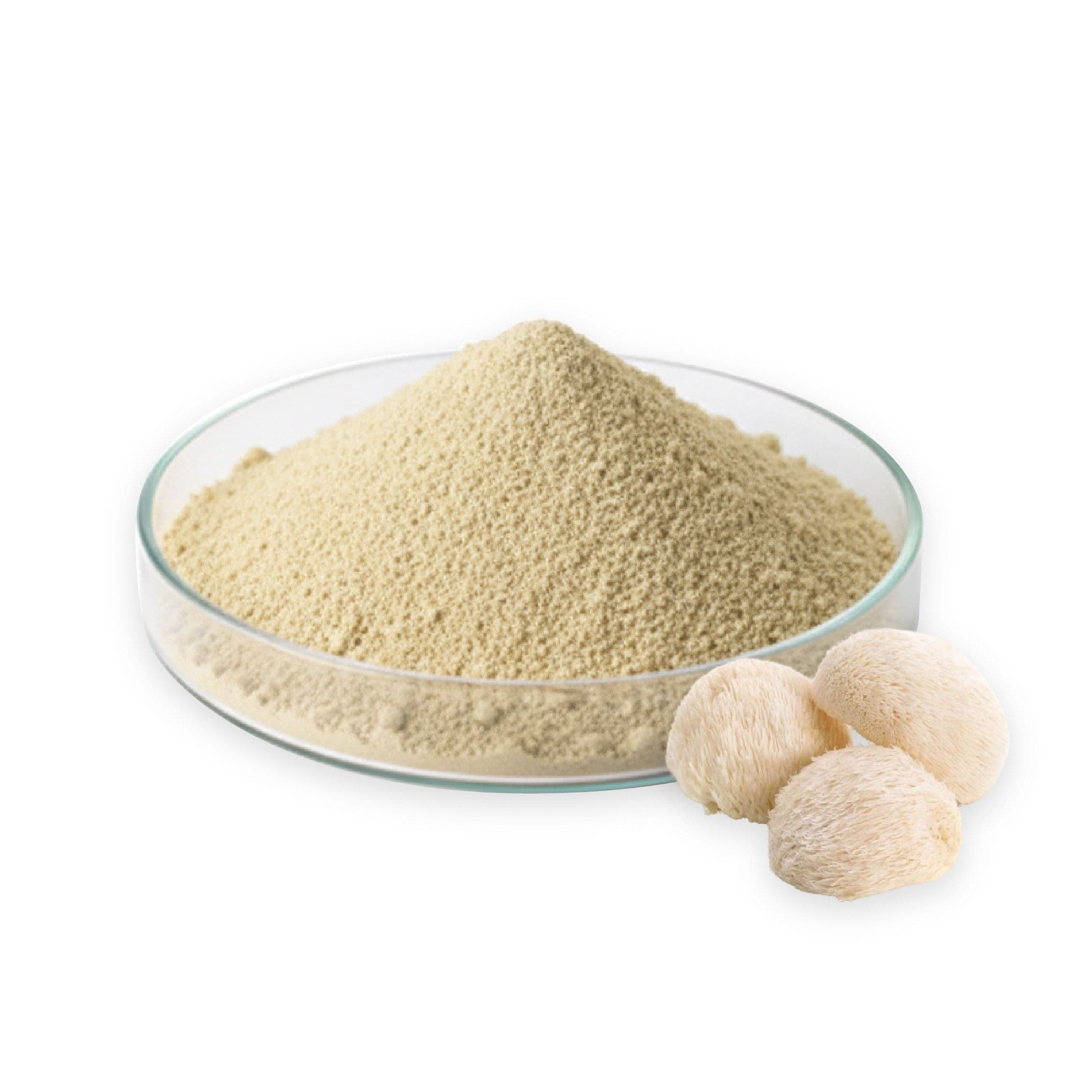 Yamabushitake Mushroom Extract Powder